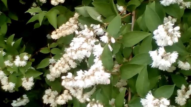 ДЕКОРАТИВНОЦВЕТУЩИЙ КУСТАРНИК : ДЕЙЦИЯ ШЕРШАВАЯ "Махровая"