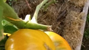 Коллекционный томат Гавайский ананас в теплице, на разрезе и на вкус