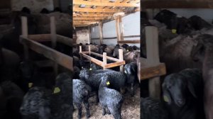 Правильный рацион питания овец Гиссарская порода