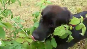 малину прямо с куста.mp4