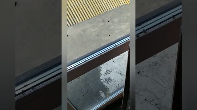 кладбище мух в новом доме. где зимуют мухи. новый дом в деревне. смотреть онлайн