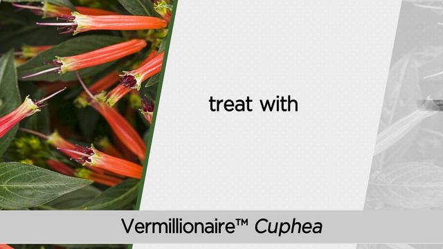 Popular Drought Tolerant Varieties from Proven Winners смотреть онлайн