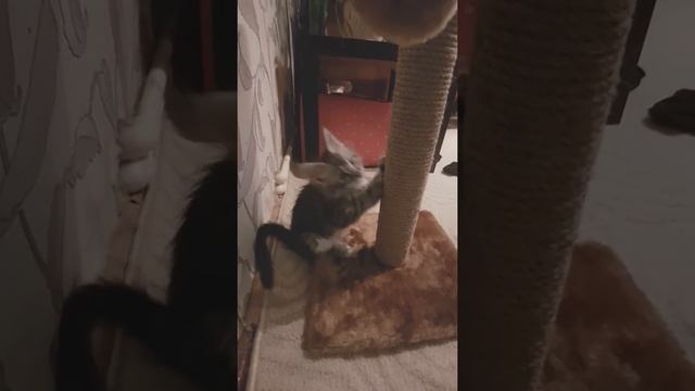 MaineCoon Alexa Plays #1 Котенок мейнкун точит ногти на ногтеточке