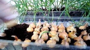 Вырищиваем  лук.Из 1 кг лука-севка можно получить 2,5 кг сочной зелени 100гр лука 50 руб=1,5т.руб