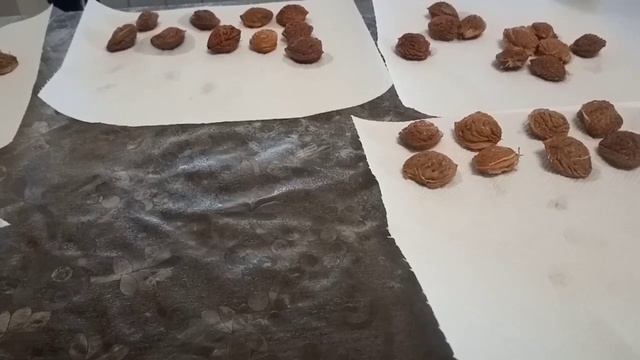Персик отдал свой урожай.Косточки готовы к отправке. Донской морозостойкий.