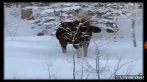 Как лось скидывает рога