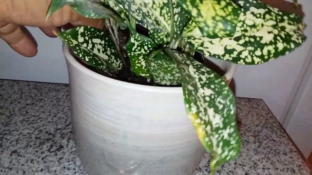 Florida Beauty (Dracaena Godseffiana) Care Tips смотреть онлайн