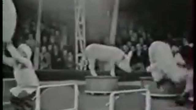 Дрессированные свиньи Варикоене 1962 год смотреть онлайн