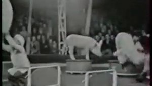 Дрессированные свиньи Варикоене 1962 год