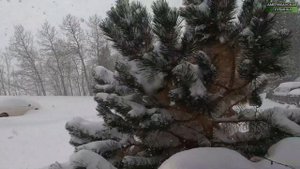 Как живут американцы в деревне. Жизнь в настоящей американской глубинке.