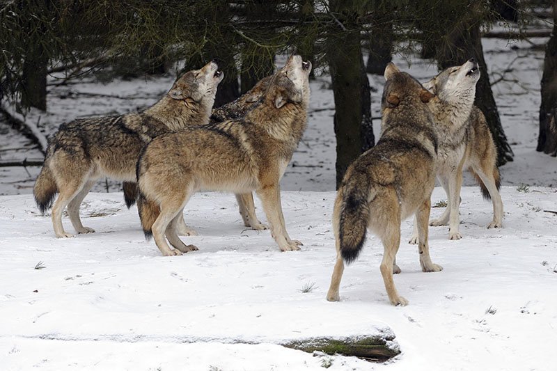 На севере России участились нападения волков на домашних животных / События на ТВЦ