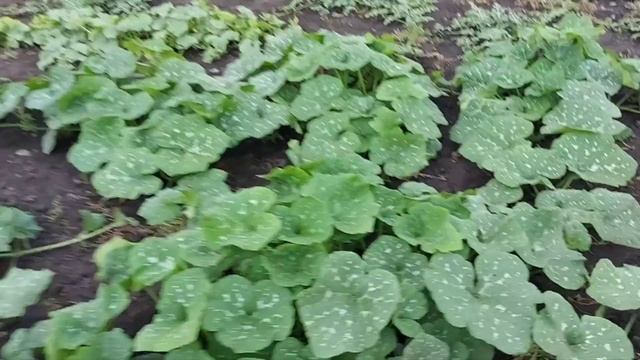 Что с огородом?? Скосил люцерну. смотреть онлайн