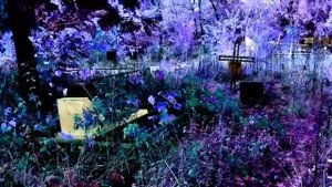 Кладбищенская магия. Целительские ритуалы самостоятельно. Избавление от хвори. Черная магия.