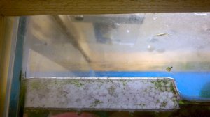 Автоматическая кормушка для аквариума на соленоиде (работа)