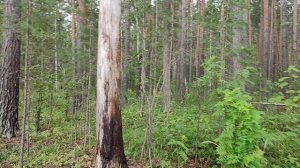 С мужем прогулялись сегодня у Зацепинского пруда