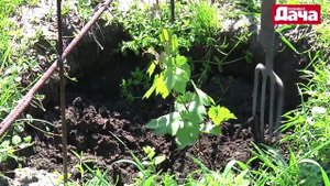 Уход за плодоносящими кустами винограда (первый год)