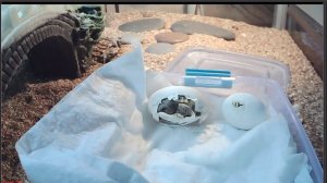 30.03.20 Следим за вылуплением черепах online