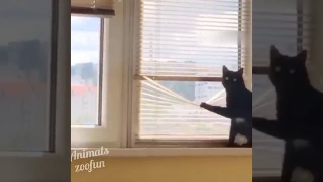 Смешные коты. Угарные коты