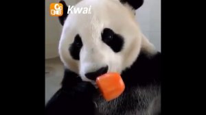 Панда кушает морковное мороженое