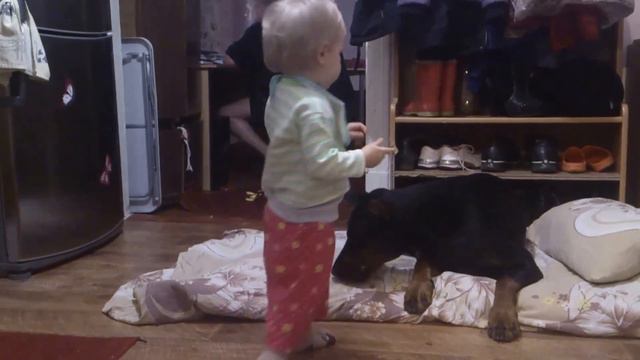 Доберман и ребёнок. Человек собаке друг!! )) смотреть онлайн