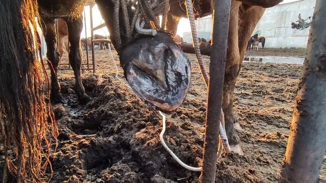 Копытная гниль у лошади. смотреть онлайн