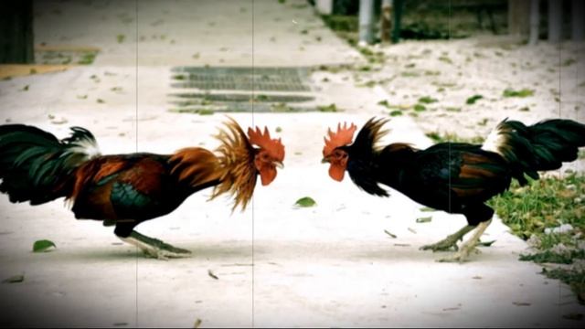 Что делать, если петух громко кукарекает смотреть онлайн