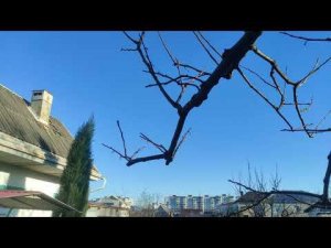 Обрезка хурмы по В.И. Ленину завершена.