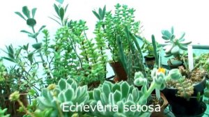 My Echeverias, Graptosedums, Graptoverias, & Graptopetalum Succulent Plants in bloom - UPDATE