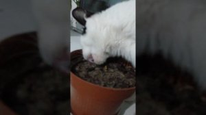 Землю ест кошка