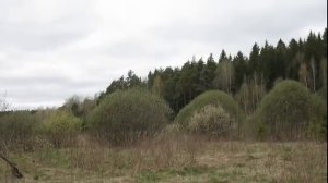 природа средней полосы