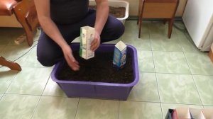 Виноград .Посадка пророщенных  черенков винограда.
