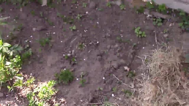 Эксперимент с грядками. Ленивое получение большого урожая на грядках.