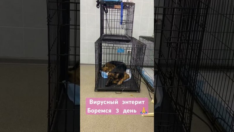 У сараби вирусный энтерит … #germanshepherd #немецкая_овчарка #энтерит