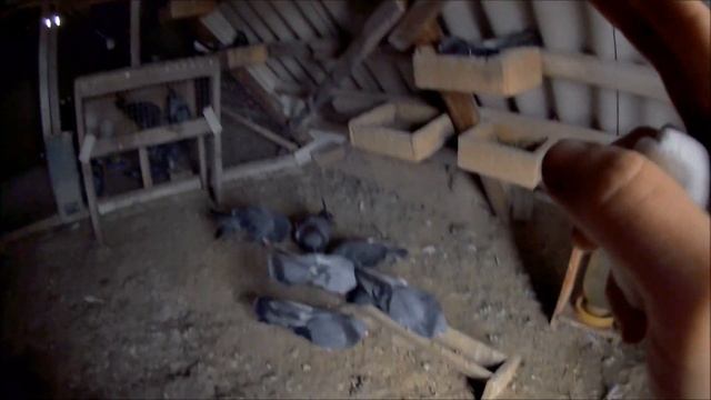 Трио на голубятне. Как могут спароватся голуби. Две голубки и голубь, возможно ли такое. Личный опы