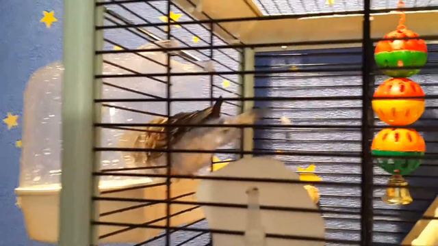 Рубик и Ника водные процедуры смотреть онлайн