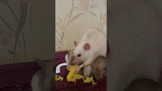 Домашние крысы♥️ Крыса как домашний питомец