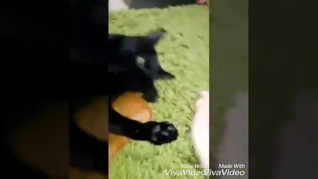 Вредный кот и жадный кот!😂 смотреть онлайн