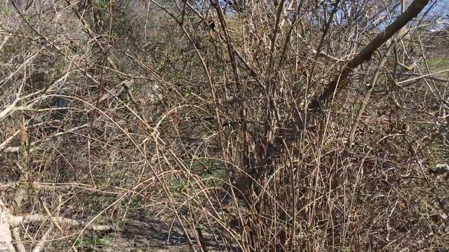 Продается участок в Севастополе СТ "Тополек" #ГеоКрымСевастополь #ГеоКрымУчасткиСевастополь смотреть онлайн