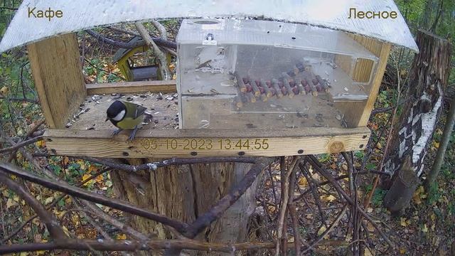 Кафе "Лесное" смотреть онлайн