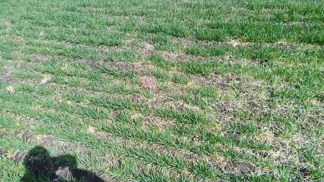 Подкормка озимой пшеницы смотреть онлайн