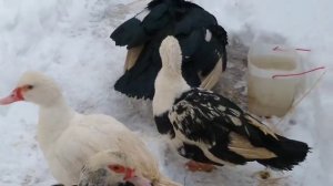 3 семья уток /Пекинские утки и мускусная утка/утки