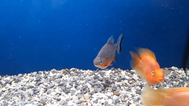 Красный паку смотреть онлайн