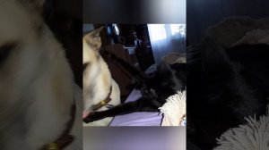 Наше обычное утро!