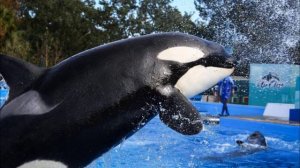 Морские хищники