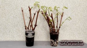 ? Виноградари! Перестаньте делать такие ошибки. Почему не укоренились черенки винограда совсем?