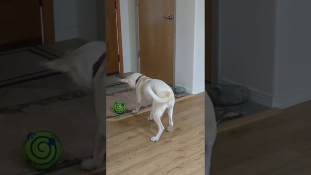 Alice playing with the Wiggle Waggle ball