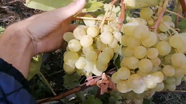 Виноград без названия.Сезон-2021 год.