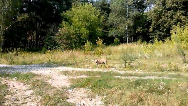 Бездомные собаки видео смотреть онлайн