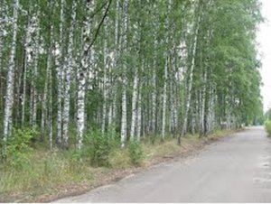 Коп в лесопарке недалеко от кладбища.