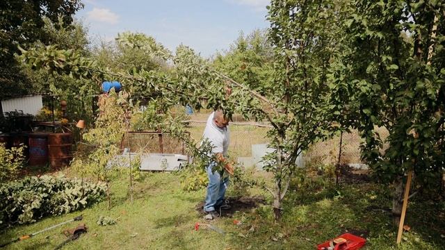 Как помочь колоновидным яблоням давать плоды?